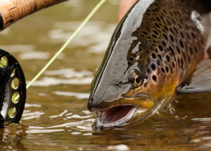 barn elms opening times at berkshire fly fishery